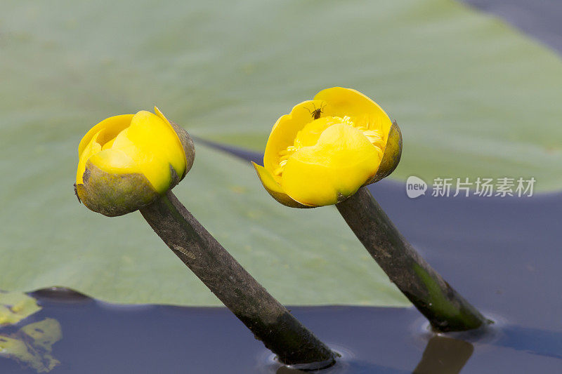 黄色的水百合(Nuphar lutea)花在特写